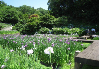 卯辰山花菖蒲園