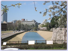 金沢城公園 桜
