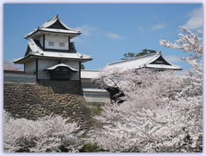 金沢城公園 桜