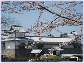 金沢城公園 桜