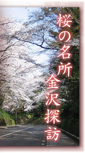 桜の名所 金沢探訪