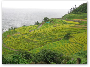能登半島・千枚田