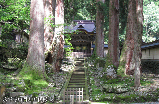 永平寺唐門と五代杉