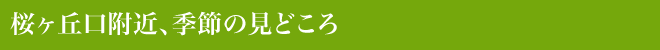 桜ヶ丘口附近、季節の見どころ